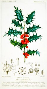 Holly (Ilex aquifolium) Botanical Plate, c.1820 by Pierre Jean Francois (after) Turpin