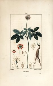 American Ginseng
