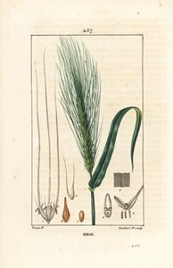 Barley, Hordeum vulgare, showing stalk, leaf and seed spike (Illustration from La Flore Medicale)