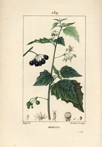 Black Nightshade, Solanum Nigrum