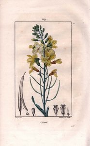 Cabbage Flower, Brassica oleracea. Handcoloured stipple copperplate engraving from Chaumeton, Poiret et Chamberet
