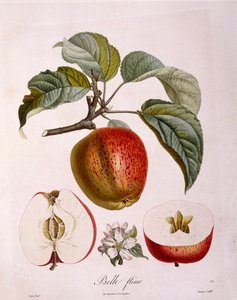 Botany - Rosaceae - Apple 