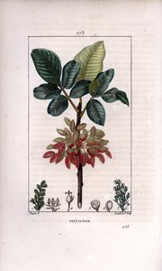 Pistachio Branch and Fruit