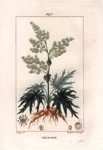 Botany: rhubarb - Rhubarb plant, leaves and roots, Rheum rhabarbarum by Pierre Jean Francois Turpin