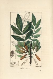 Common Ash or Ash Eleve