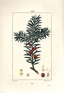 Common Yew by Pierre Jean Francois Turpin