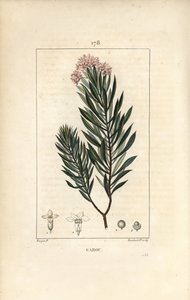 Spurge Flax by Pierre Jean Francois Turpin