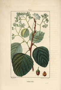 Assyrian plum or lasura, Cordia myxa, with flower, leaf, stalk and fruit by Pierre Jean Francois Turpin