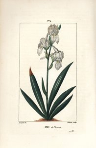 Florentine Iris, Iris florentina, Flower and Leaf by Pierre Jean Francois Turpin