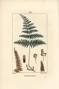 Female Fern or Bracken by Pierre Jean Francois Turpin