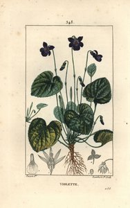 Fragrant Violet