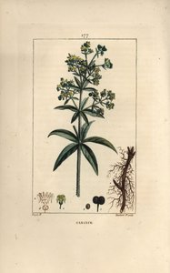 Madder by Pierre Jean Francois Turpin