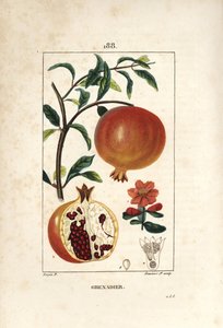 Pomegranate Tree, Punica Granatum