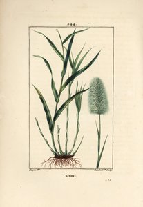 Indian nard, indicates, spicanard - Spikenard, Andropogon nardus, with leaf, root and flower