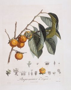 Japanese Persimmon or kaki (Diospyros kaki) by Pierre Jean Francois Turpin