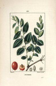 Jujube Tree, Rhamnus zizyphus, with Flower, Leaf and Fruit in Section