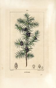 Juniper Tree, Juniperus vulgaris, Showing Leaf, Berry and Stalk