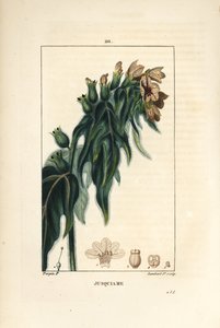 Poison Henbane, Hyoscyamus vulgaris, Flower, Leaf and Seed by Pierre Jean Francois Turpin