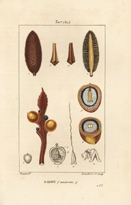 Large branch or large cycas seeds - Queen sago, Cycas circinalis, showing seed and section by Pierre Jean Francois Turpin