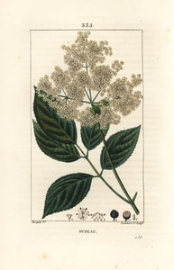 Large elderberry or black elderberry - Common elder tree, Sambucus nigra by Pierre Jean Francois Turpin