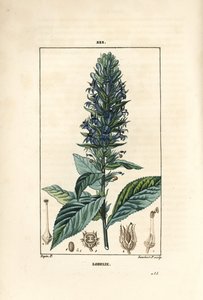 Large Lobelia or Syphilitic Lobelia by Pierre Jean Francois Turpin