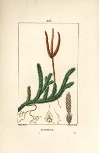 Lycopod officinal or grass with clubs - Common club moss, Lycopodium clavatum