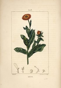 Marigold, Calendula Officinalis by Pierre Jean Francois Turpin