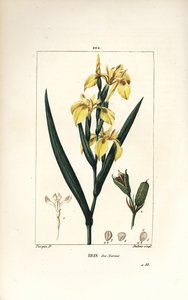 Yellow Iris, Iris Palustris Lutea by Pierre Jean Francois Turpin