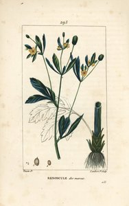Marsh caltha, marsh population or water marigold - Marsh marigold or marsh crowfoot, Caltha palustris (Ranunculus palustris), with flower, leaf, stalk, root and seed. Handcoloured stipple copperplate engraving by Lambert Junior from a drawing by Pierre Jea