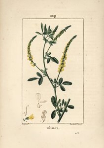 Melilot - Melilot trefoil, Melitotus officinarum (from La Flore Medicale)