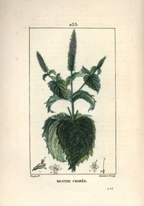 Curled Mint (from 