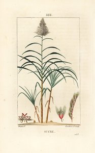 Noble Cane - Sugar Cane