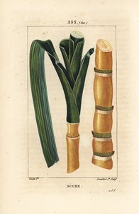 Noble Cane - Sugar Cane by Pierre Jean Francois Turpin