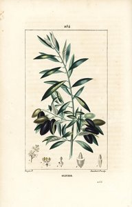 Olive Tree, Olea europaea, with Leaf, Branch, Fruit and Seed