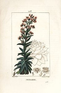 Orpin - Common houseleek, Sedum majus by Pierre Jean Francois Turpin
