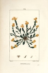 Orpin acre - Golden stonecrop, Sedum acre by Pierre Jean Francois Turpin