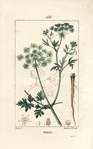 Garden Parsley, Petroselinum crispum, with Flower, Leaf, Stalk, Root, and Seed by Pierre Jean Francois Turpin