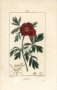 European peony, Paeonia officinalis, with flower, leaf and outline of flower parts (Illustration from La Flore Medicale) by Pierre Jean Francois Turpin