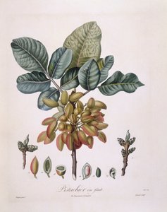 Pistachio (Pistacia vera), botanical plate by Pierre Jean Francois Turpin by Pierre Jean Francois Turpin