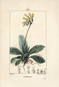 Cowslip, Primula veris (from La Flore Medicale) by Pierre Jean Francois Turpin