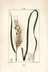 Rice, Oryza Sativa