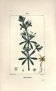 Goose Grass by Pierre Jean Francois Turpin