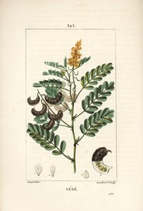 Sene - Alexandrian Senna by Pierre Jean Francois Turpin