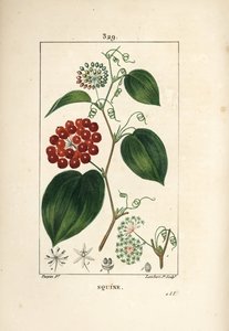 Chinese Smilax, Smilax China