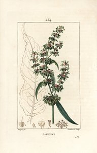 Patience dock, Rumex patientia, with flower, stalk, leaves, seed and leaf outline (Illustration from La Flore Medicale) by Pierre Jean Francois Turpin