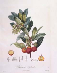 Strawberry Tree (Arbutus unedo), botanical plate by Pierre Jean Francois Turpin