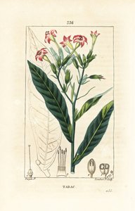 Tobacco by Pierre Jean Francois Turpin