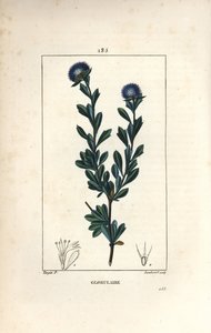 Variete of globular - Three tooth leaved globularia, Globularia fruticosa by Pierre Jean Francois Turpin