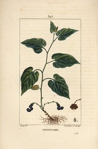 Virginia Snakeroot by Pierre Jean Francois Turpin