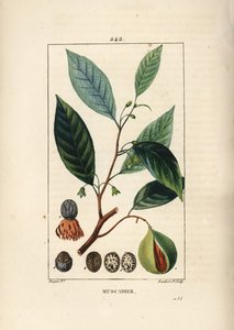 Nutmeg and Mace (from 